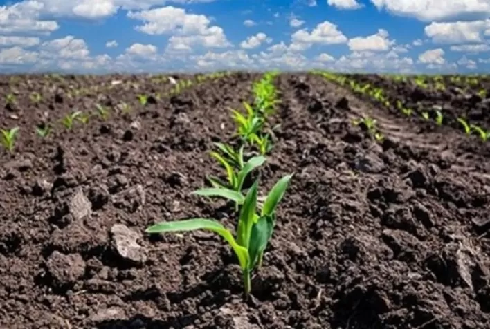 Plantio do milho em Mato Grosso chega a apenas 35% da área total; custo encarece 12%