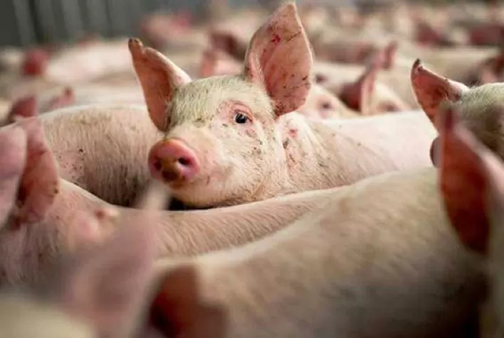 Preços no mercado de suínos ficam em campo misto