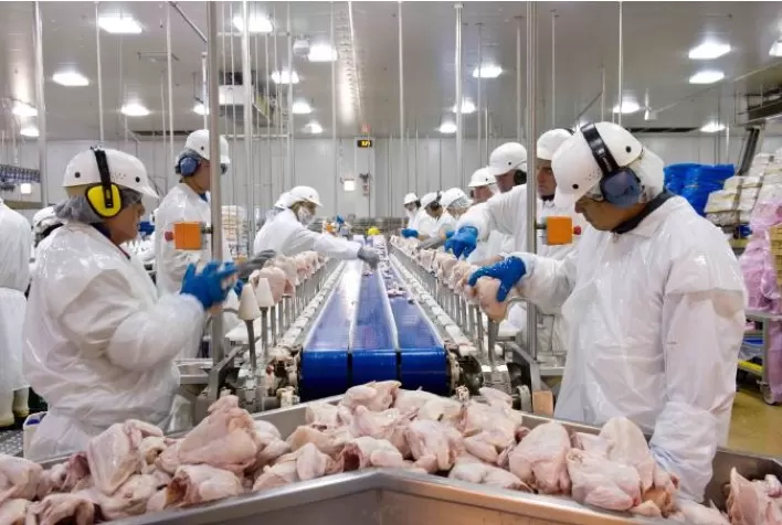 Desempenho do frango abatido em fevereiro de 2021