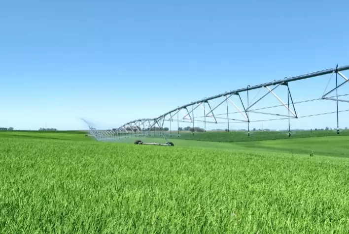 Especialista aponta eficiência produtiva em áreas de arroz irrigado