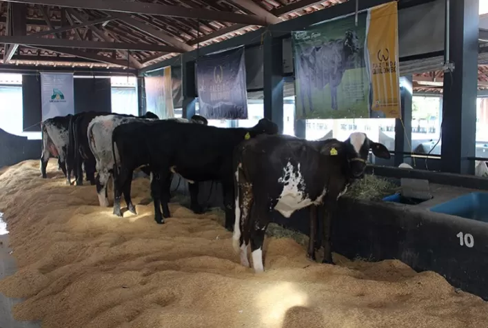 Abertas inscrições da raça Girolando para a 86ª ExpoZebu