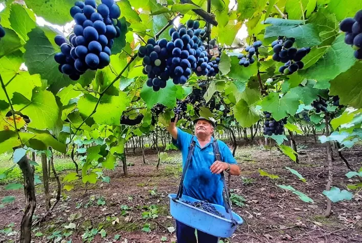 Setor espera colher bons frutos nesta safra de uva