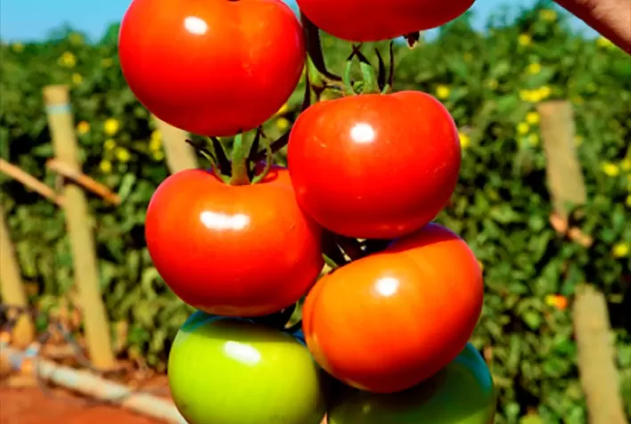 Alta temperatura influencia cultura do tomate
