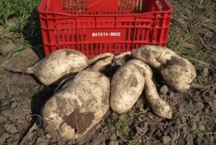 Embrapa atualiza informações e tecnologias sobre sistema de produção de batata-doce