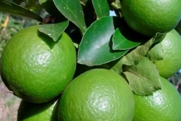 União Europeia cresce na produção de limão