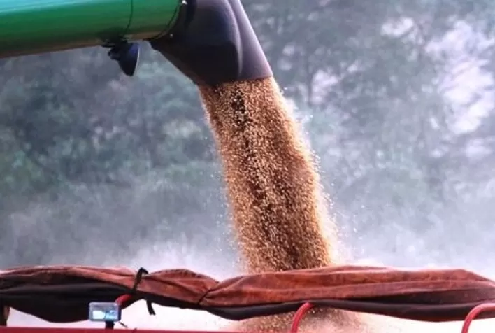 DATAGRO projeta safra de soja da América do Sul em 196,94 milhões de toneladas