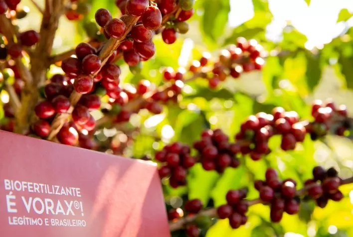 Fertilizantes foliares contribuem para maior produtividade e qualidade das colheitas de café