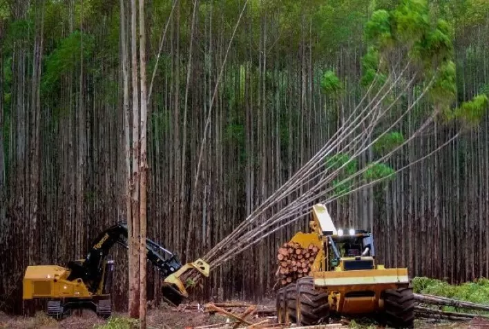 Aumento do custo da atividade florestal no Brasil fica abaixo da taxa geral da inflação em 2020
