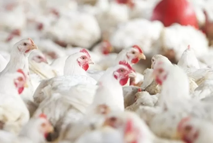 Para proteger sua granja da salmonela