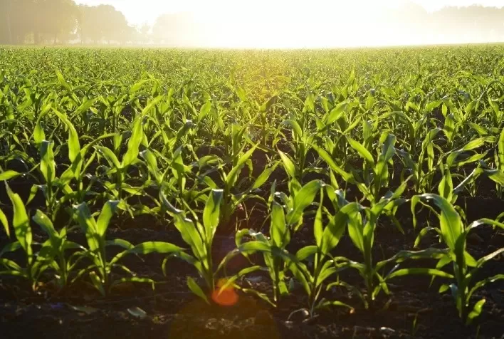 Agricultura 4.0 provoca novos movimentos para aumentar a produção e manter a sustentabilidade no agronegócio brasileiro