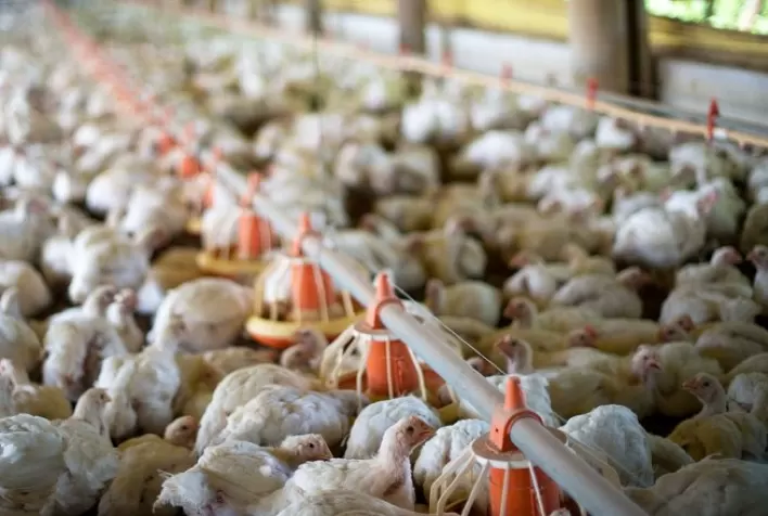 Avicultura de MT renova seguro contra influenza aviária e Doença de Newcastle