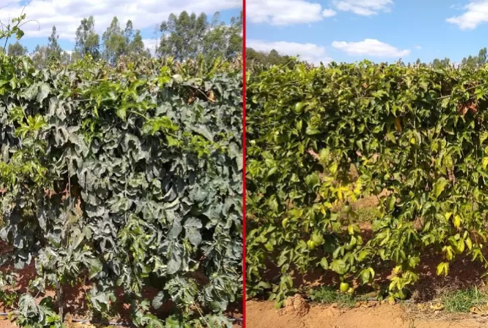 Calor e luminosidade em excesso podem comprometer saúde e produtividade das lavouras