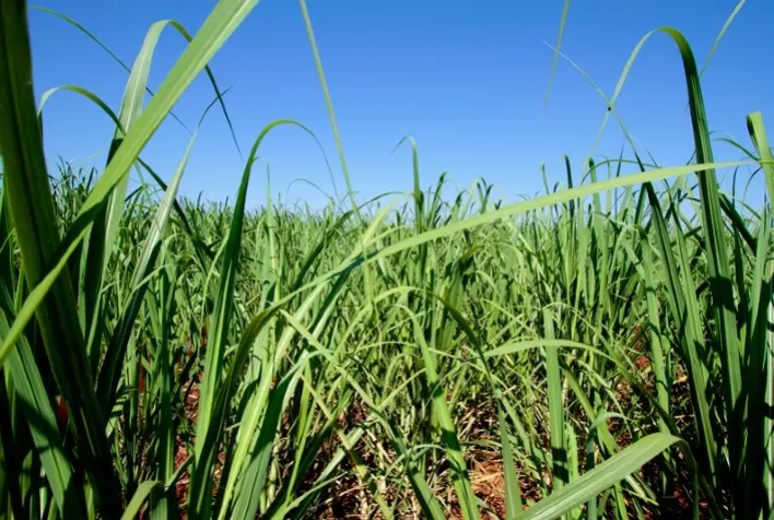 Altas temperaturas e umidade favorecem desenvolvimento da broca da cana