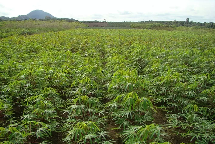 Software gratuito oferece recomendações de calagem e adubação para diversas culturas agrícolas