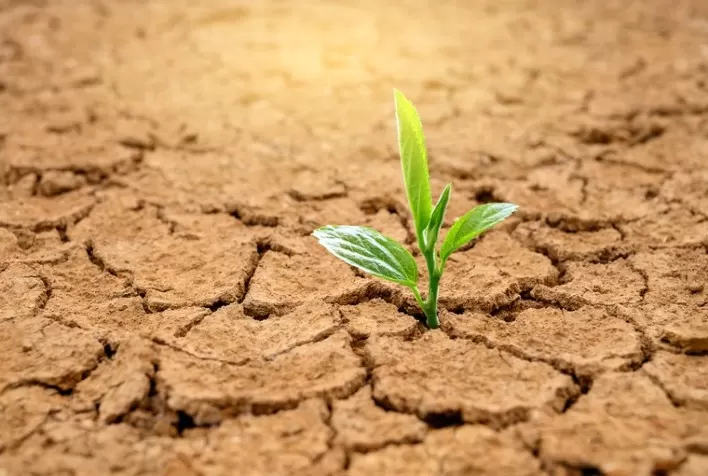 Contratação de apólices de seguro rural cresceu mais que o dobro em 2020