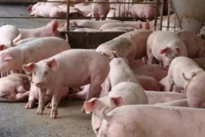 Mercado de suínos com leves quedas ou preços estáveis