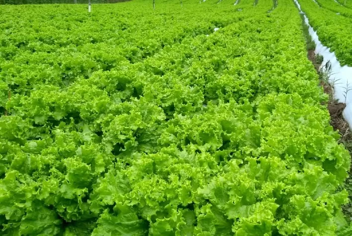 Produção de folhosas foi prejudicada por clima chuvoso