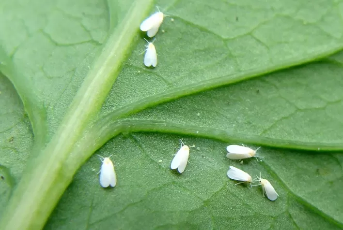 Mosca-branca: Quebra do ciclo da praga pelo controle da ‘ninfa’ resulta em mais proteção a lavouras de grãos e tomate