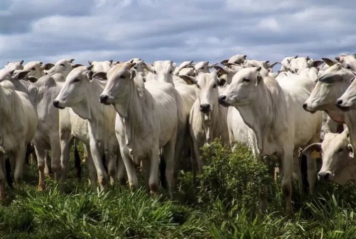 Febre aftosa: 2ª etapa da campanha de vacinação alcança mais de 98% do rebanho nacional