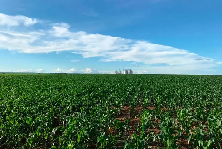Plantio da safrinha de milho está iniciando em Patos de Minas (MG)