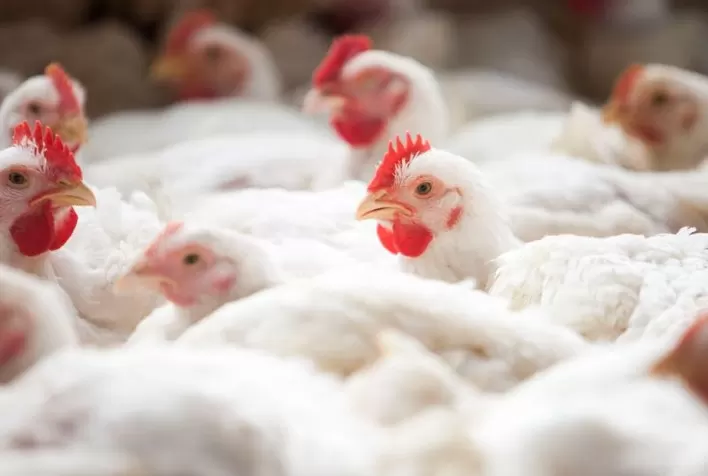 Nova alta em São Paulo iguala preço do frango vivo ao recorde histórico