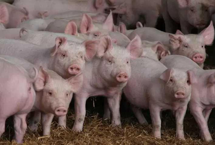 Suínos: preços seguem em queda, principalmente para o vivo