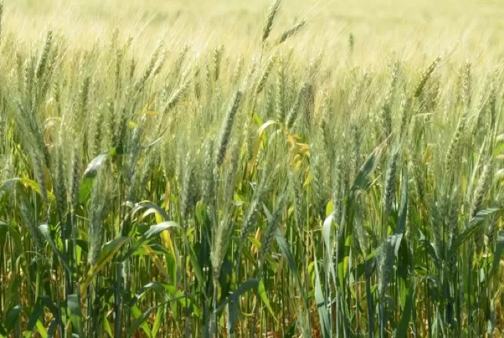Santa Catarina amplia em 15% a área plantada de trigo