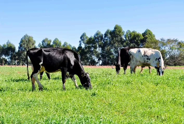 FAESC analisa medidas de apoio ao setor leiteiro