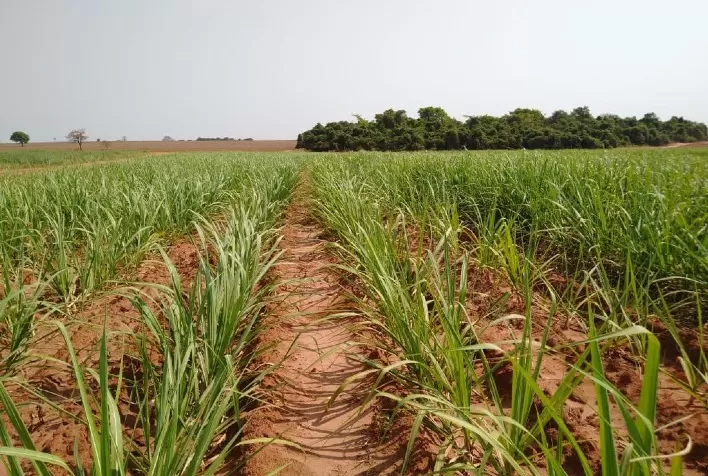 Viper é lançado para o manejo de plantas daninhas na cana-de-açúcar