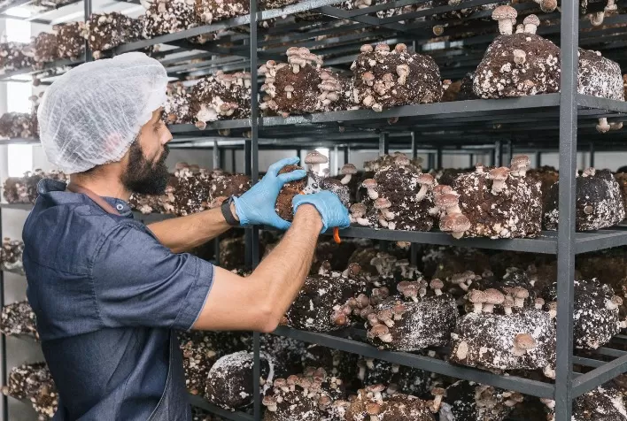 Casal de advogados troca emprego em BH pela produção de cogumelos em Nova Lima