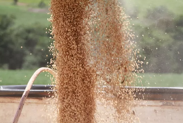 Bunge inicia programa inédito para monitorar volumes de soja de compras indiretas no Cerrado