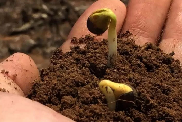 Compass Minerals apresenta tecnologias em nutrição via solo voltadas para soja, milho e feijão
