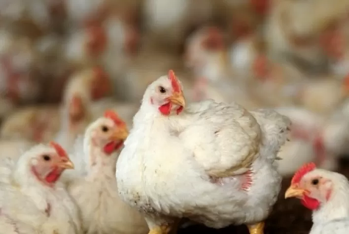 Desempenho do frango (vivo e abatido) na 9ª semana de 2021, primeira de março