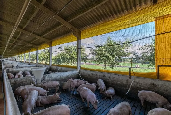 Mercado de suínos encerra semana de negócios com quedas