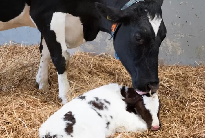 Pós-parto de vacas leiteiras enfrenta desafios nutricionais. Ação rápida é o segredo para recuperação