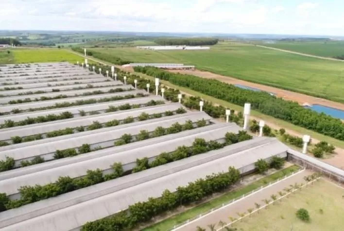 Com produção de 1 trilhão de ovos por ano, Grupo Josidith lança Campanha institucional