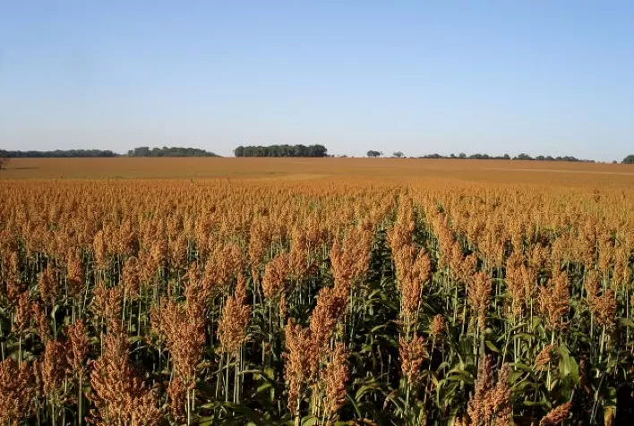 Goiás lidera produção de sorgo no País