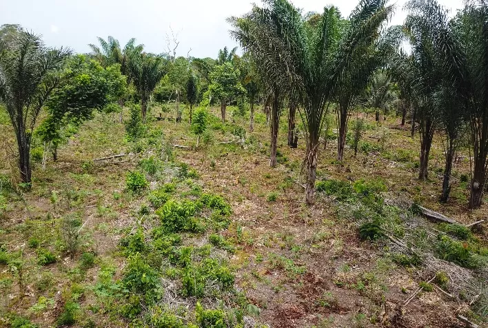Agrofloresta: implantação do sistema de cultivo mudou relação com a natureza e aumentou a renda de famílias em Juruti (PA)