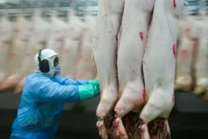 Exportações de carne suína crescem 20,3% em fevereiro