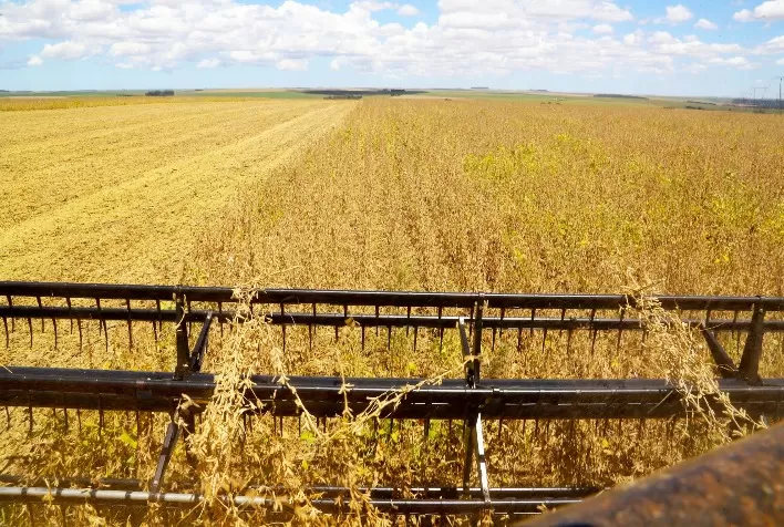 Colheita de soja no Paraná avança para 36%; plantio de milho 2ª safra chega a 43%