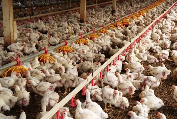 Frango vivo: Minas Gerais obtém novo reajuste de cinco centavos