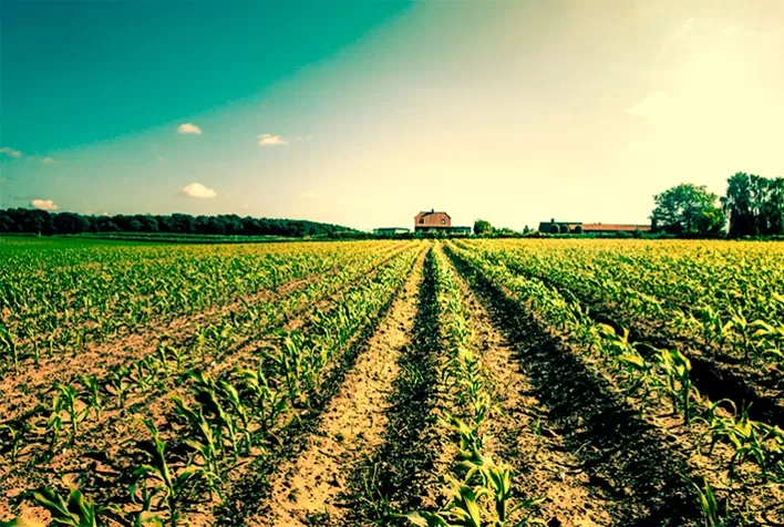 Mais de 25% do plantio de milho em Mato Grosso deve ocorrer fora do prazo ideal