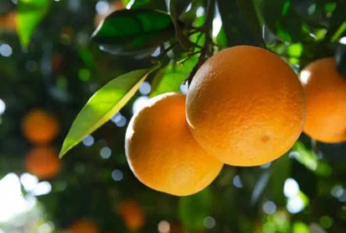 Produção de laranjas na Flórida é revisada para baixo