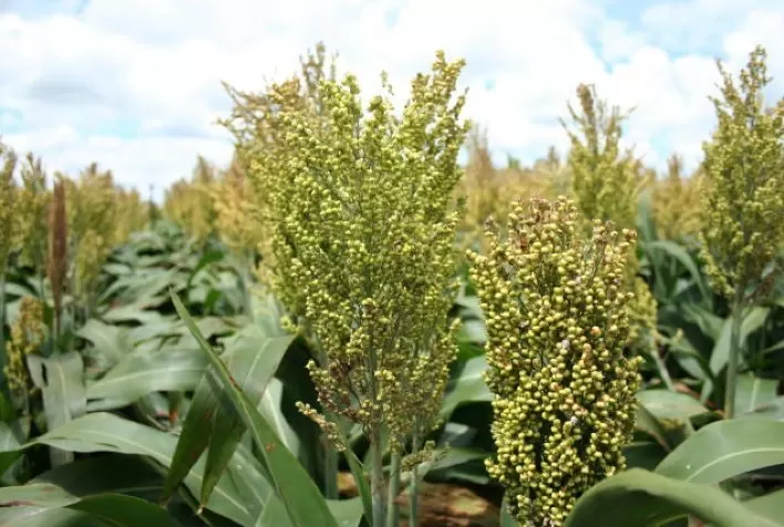 Com atraso na colheita da soja, sorgo e consórcios forrageiros são boas opções para a segunda safra em Mato Grosso