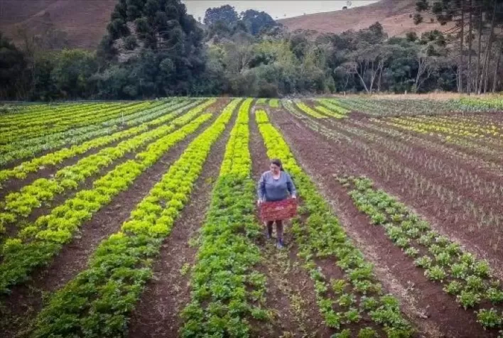 O mercado das hortaliças e as expectativas para 2021