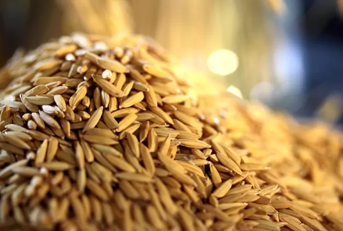 Preço do arroz gaúcho reage, mesmo com evolução da colheita