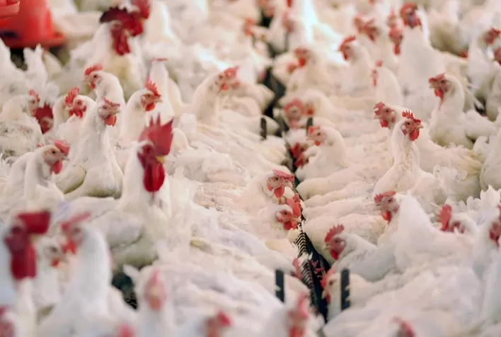 Desempenho do frango (vivo e abatido) na 10ª semana de 2021, segunda de março