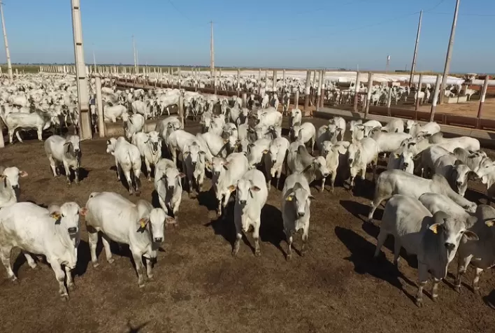 Alta no preço da vaca gorda em São Paulo