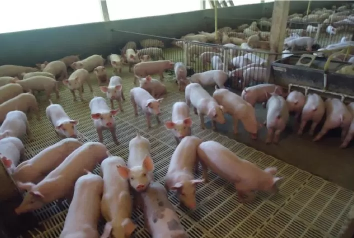 Mercado de suínos acumula quedas