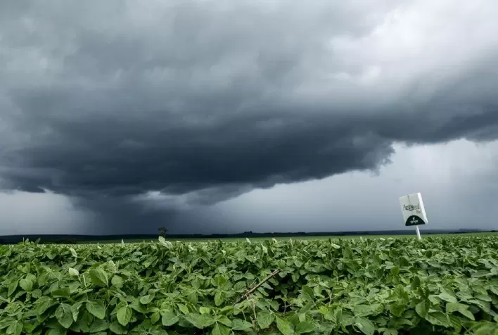 Manejo adequado pode reverter debilidade das plantações